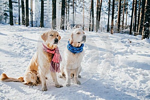 Portrait of a dog wearing a scarf outdoors in winter. two young golden retriever playing in the snow in the park. Dog
