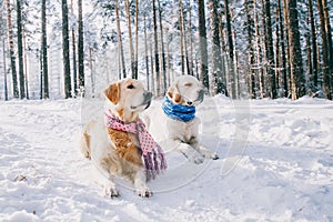 Portrait of a dog wearing a scarf outdoors in winter. two young golden retriever playing in the snow in the park. Dog