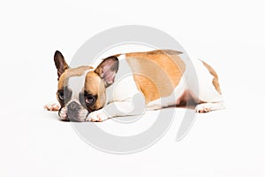 Portrait of a dog on a white background. The French bulldog lies and looks sad