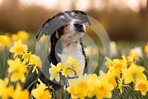 Portrait of a dog who\'s sitting between daffodils, appenzeller sennenhund