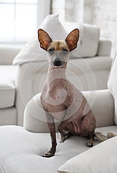 Portrait of the dog xoloitzcuintli sitting on the sofa