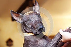 The portrait of a dog of Xolotizcuintle breed, or mexican hairless one. Standard size, front view, close up head with beautiful, c