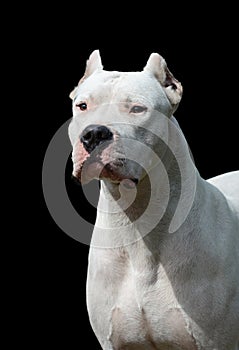 Portrait of dogo argentino on black background photo