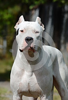 Portrait of dogo argentino in summer photo