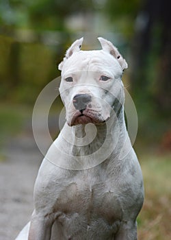 Portrait of dogo argentinoon green photo