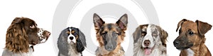Portrait of dogs against white background