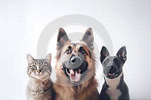 Portrait of dogs and cats looking at the camera in front of a white background