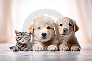Portrait of dogs and cats looking at the camera in front of a white background