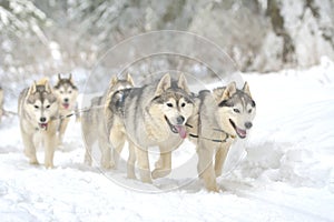 Portrait of dogs participating in the Dog Sled Racing Contest