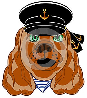 Portrait dogs sailor on white background is insulated