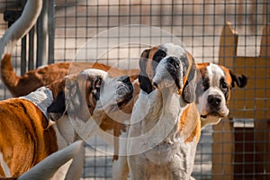 Portrait of dogs. Saint Bernard dogs playing. St. Bernard. Alpine Spaniel