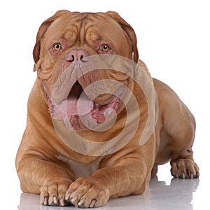 Portrait of Dogue de Bordeaux