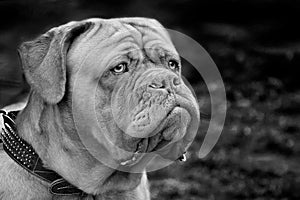 Portrait of a Dogue de Bordeaux large with a watchful eye