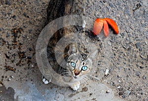Photo of cat with blue eyes photo