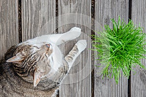 Portrait of domestic big happy male cat eating green cat grass in a pot