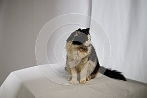Portrait of a domestic black and white cat. The cat sits on ottoman near white background. Photo shoot of animal pet in