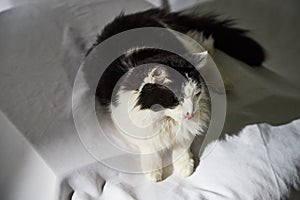 Portrait of a domestic black and white cat. The cat sits on ottoman near white background. Photo shoot of animal pet in