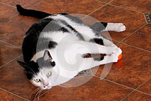 Portrait of domestic black and white cat playing and enjoys with his favorite toy, orange ball for cats at living room of house.