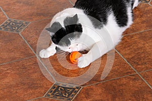 Portrait of domestic black and white cat playing and enjoys with his favorite toy, orange ball for cats at living room of house.