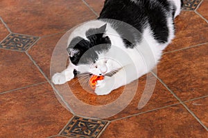 Portrait of domestic black and white cat playing and enjoys with his favorite toy, orange ball for cats at living room of house.