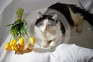 Portrait of a domestic black and white cat with yellow tulips. The cat sits on ottoman near white background. Photo