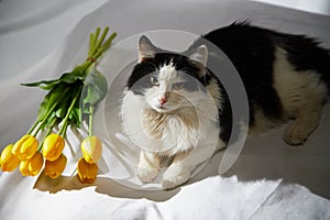 Portrait of a domestic black and white cat with yellow tulips. The cat sits on ottoman near white background. Photo