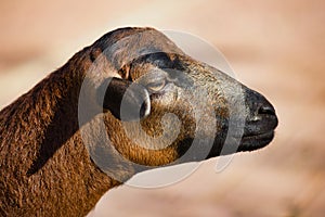 Portrait of domestic cameroon sheep on the farmfield