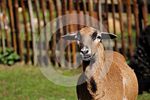 Portrait of domestic cameroon sheep on the farmfield