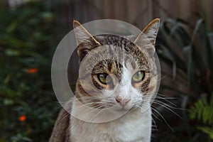 Portrait of a domestic cat