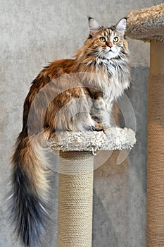 Portrait of a domestic cat breed Maine Coon color cakes in the apartment photo