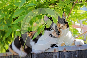 Portrait of a domestic colorful cat with green eyes in De Rijp, Alkmaar, North Holland, Netherlands