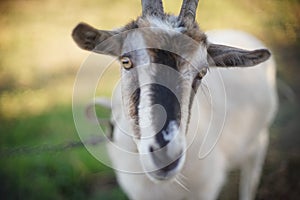 Portrait of a domestic goat, face close-up. Grazing farm animals in nature