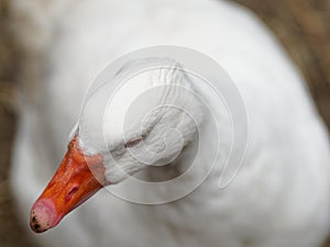 Portrait of Domestic goose, Anser cygnoides domesticus, in profile on bright green blured background. Domesticated grey goose,