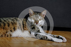 Portrait of domestic happy male cat at smooth background, extreme closeup