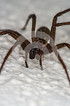 Portrait of the domestic house spider on the wall