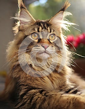 Portrait of domestic Maine Coon kitten - 7 months old. Cute young cat sitting in front and looking at camera. Curious young