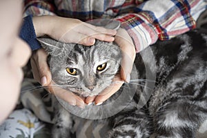 Portrait of a domestic pet cat in a family hands