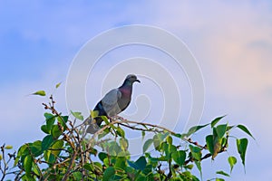 A Portrait of a Domestic Pigeon or also known as Rock Pigeon perched on the tree branch against the blue sky