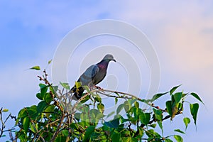 A Portrait of a Domestic Pigeon or also known as Rock Pigeon perched on the tree branch against the blue sky