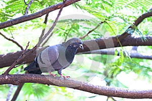 A Portrait of a Domestic Pigeon or also known as Rock Pigeon perched on the tree branch and looking around