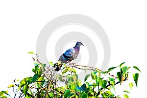 A Portrait of a Domestic Pigeon or also known as Rock Pigeon perched on the tree branch and looking around