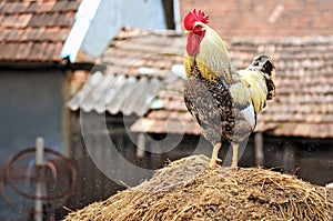 Portrait of a domestic, rooster on a pile of hay