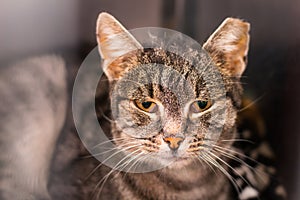 Portrait of a domestic shorthair cat with the ear cropped and positive to feline coronavirus infection, feline immunodeficiency