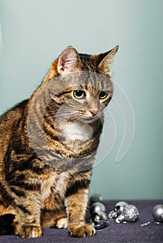 Portrait of domestic striped cute shorthair cat
