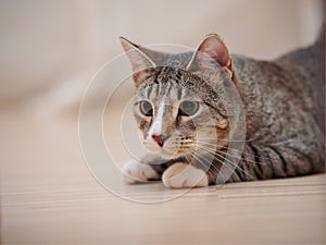 Portrait of a domestic striped young cat on a floor.