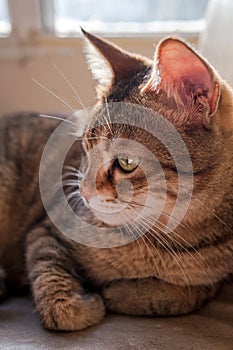 Portrait of domestic tabby cat.