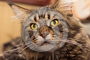 Portrait of a domestic tabby cat Maine Coon. Close-up of a cat`s face with beautiful yellow eyes looks expectantly