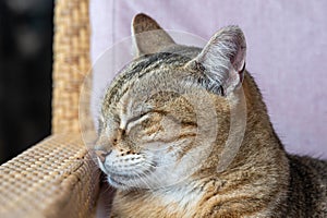 Portrait of a domestic tabby cat resting on a chair