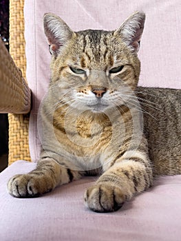 Portrait of a domestic tabby cat resting on a chair