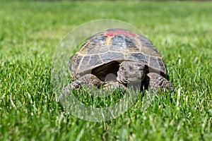 Portrait of a domestic tortoise walking on the lawn on the street. Red mark on the armor